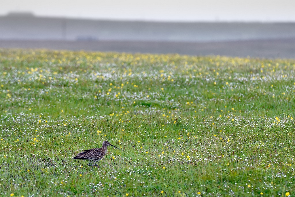 Shetland 050 copia